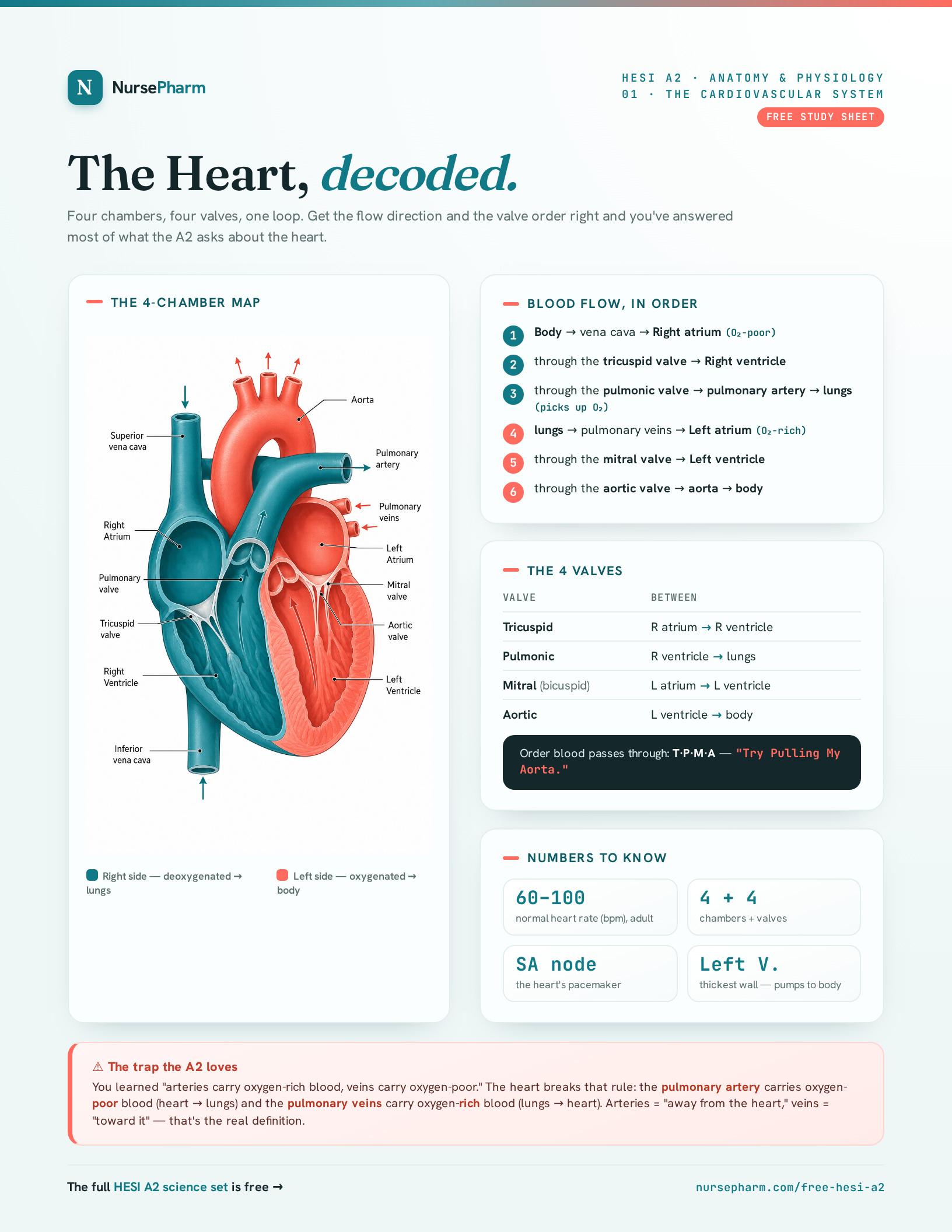 The Heart sheet from the kit: a labeled four-chamber diagram, blood flow in order, the four valves, and the numbers to know.